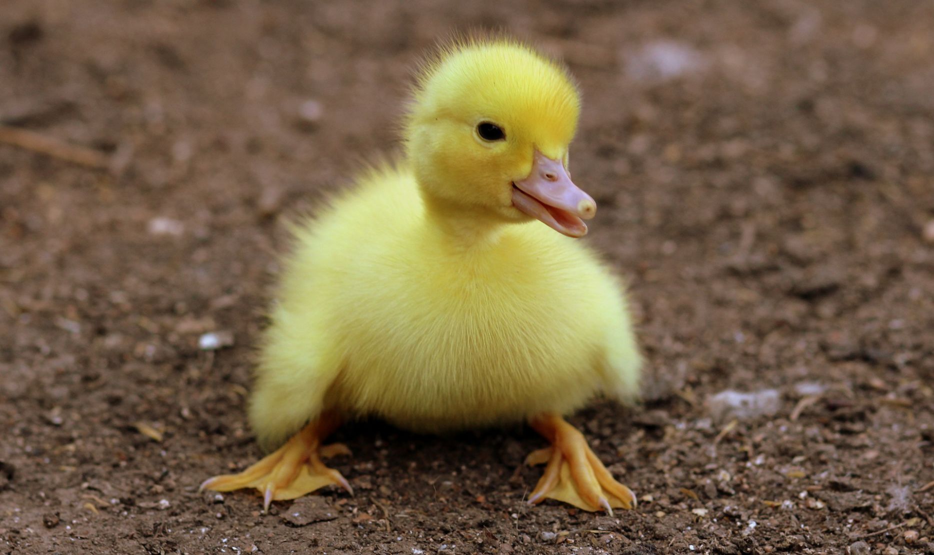 Duckling